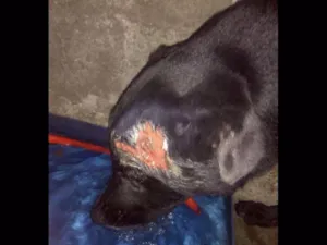 Cachorro raça Pastor belga idade 3 anos nome Zeus