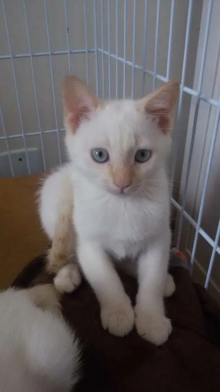Gato ra a SRD idade 2 a 6 meses nome Arthur