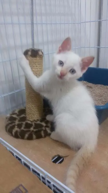Gato ra a SRD idade 2 a 6 meses nome Arthur