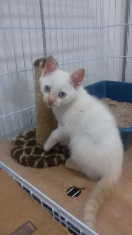 Gato ra a SRD idade 2 a 6 meses nome Arthur