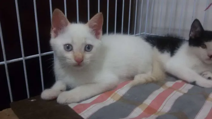 Gato ra a SRD idade 2 a 6 meses nome Arthur