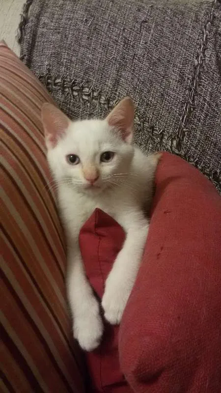 Gato ra a SRD idade 2 a 6 meses nome Arthur