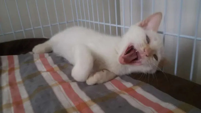 Gato ra a SRD idade 2 a 6 meses nome Arthur