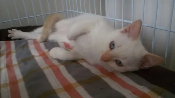 Gato ra a SRD idade 2 a 6 meses nome Arthur