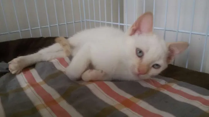 Gato ra a SRD idade 2 a 6 meses nome Arthur