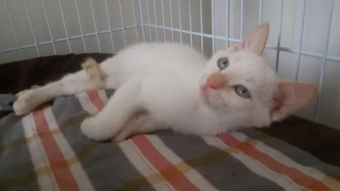Gato ra a SRD idade 2 a 6 meses nome Arthur