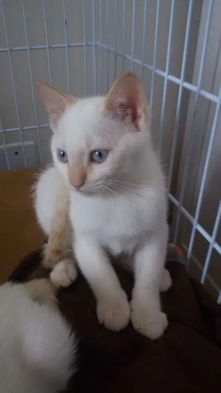Gato ra a SRD idade 2 a 6 meses nome Arthur