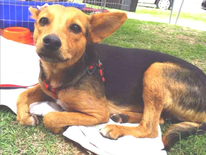 Cachorro ra a SRD idade 1 ano nome Sunny