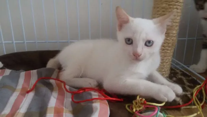 Gato ra a SRD idade 2 a 6 meses nome Bruce