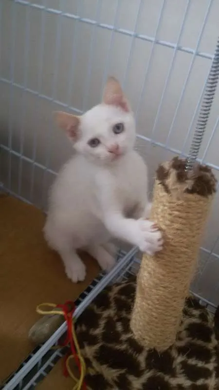 Gato ra a SRD idade 2 a 6 meses nome Bruce