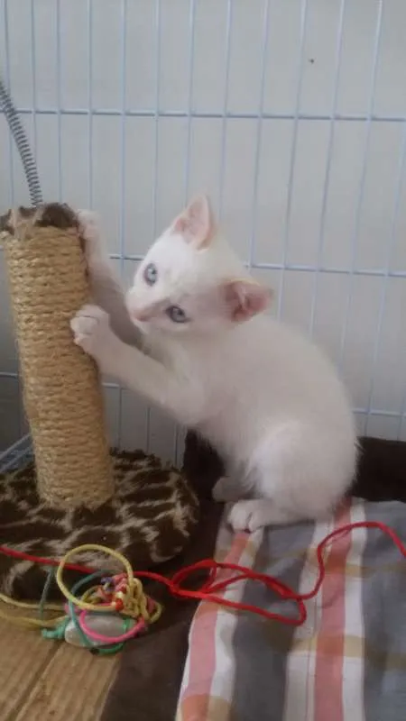 Gato ra a SRD idade 2 a 6 meses nome Bruce