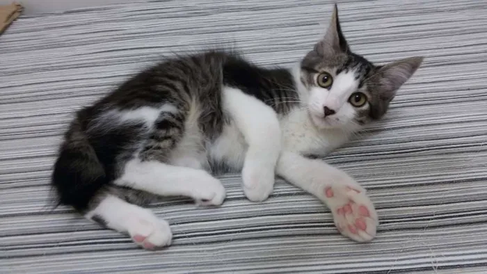 Gato ra a SRD idade 2 a 6 meses nome Clark