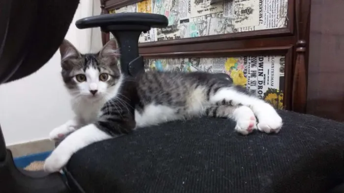 Gato ra a SRD idade 2 a 6 meses nome Clark
