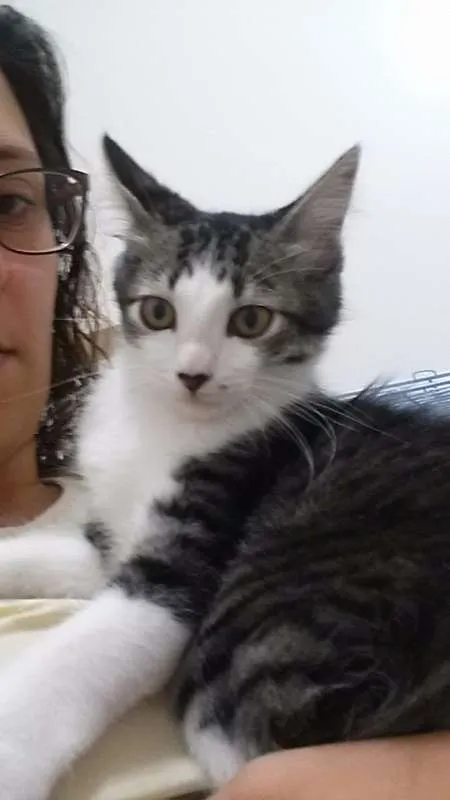 Gato ra a SRD idade 2 a 6 meses nome Clark