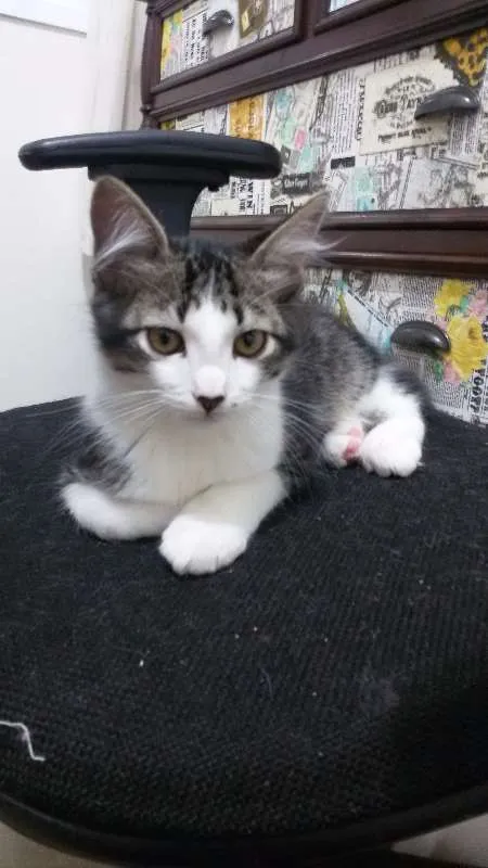 Gato ra a SRD idade 2 a 6 meses nome Clark