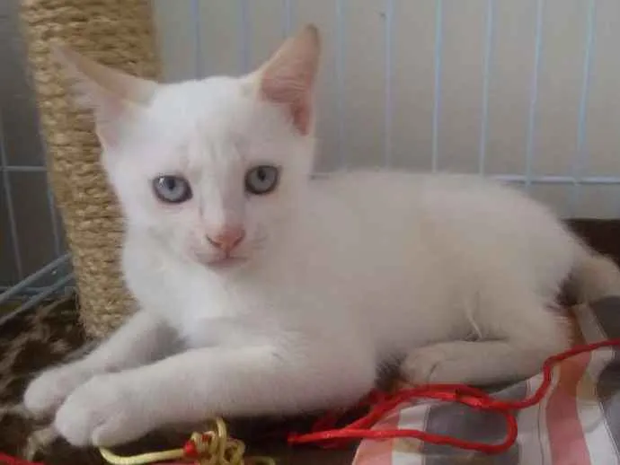Gato ra a SRD idade 2 a 6 meses nome Bruce
