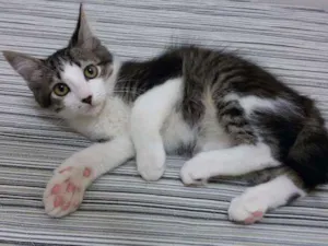 Gato raça SRD idade 2 a 6 meses nome Clark