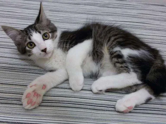 Gato ra a SRD idade 2 a 6 meses nome Clark