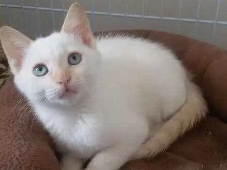 Gato ra a SRD idade 2 a 6 meses nome Arthur
