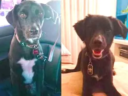 Cachorro ra a SRD idade 2 anos nome Poker GRATIFICA
