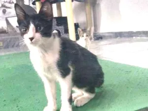 Gato raça SRD idade 2 a 6 meses nome Paul