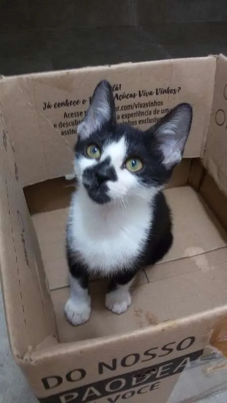 Gato ra a SRD idade 2 a 6 meses nome Barry