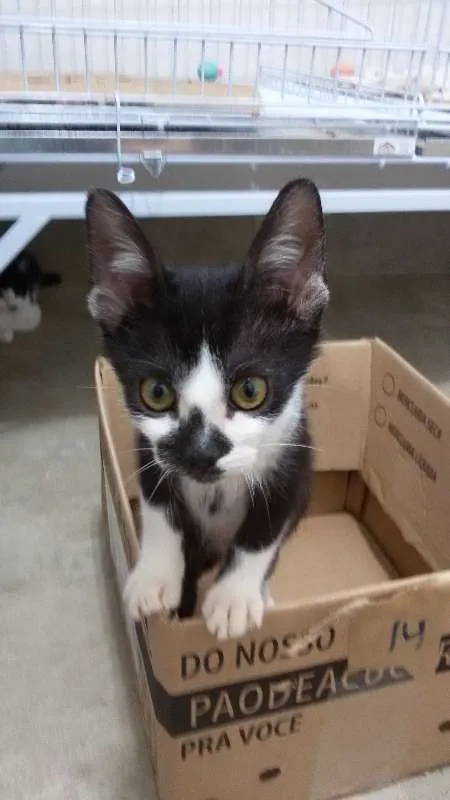 Gato ra a SRD idade 2 a 6 meses nome Barry