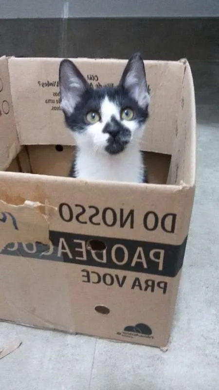Gato ra a SRD idade 2 a 6 meses nome Barry
