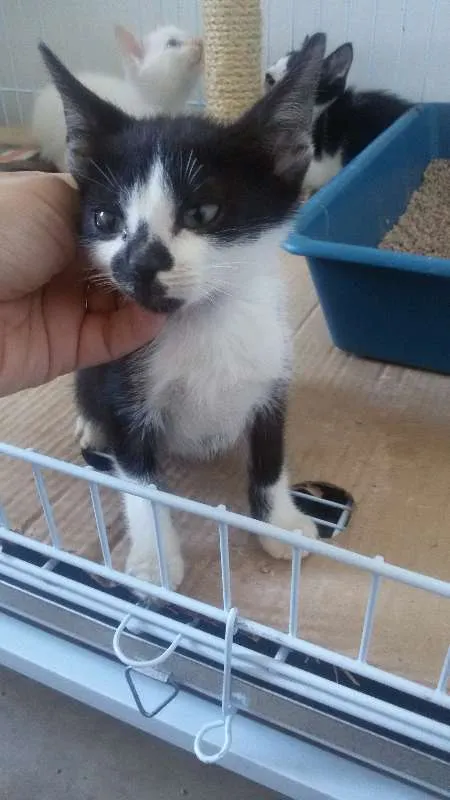 Gato ra a SRD idade 2 a 6 meses nome Barry