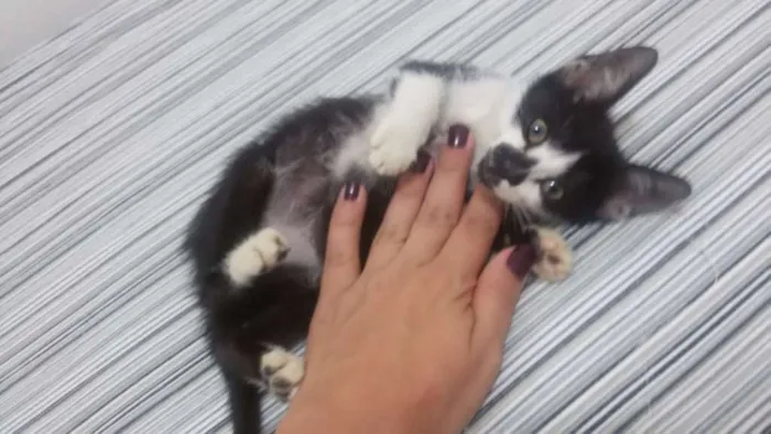 Gato ra a SRD idade 2 a 6 meses nome Barry