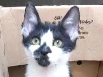 Gato ra a SRD idade 2 a 6 meses nome Barry