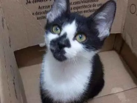 Gato ra a SRD idade 2 a 6 meses nome Barry