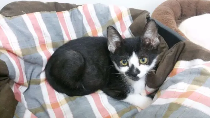 Gato ra a SRD idade 2 a 6 meses nome Barry