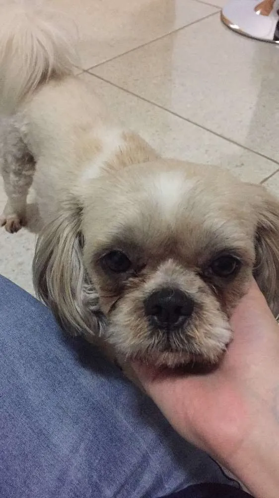 Cachorro ra a Shih tzu idade  nome Nao tem 