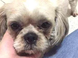 Cachorro raça Shih tzu idade  nome Nao tem 