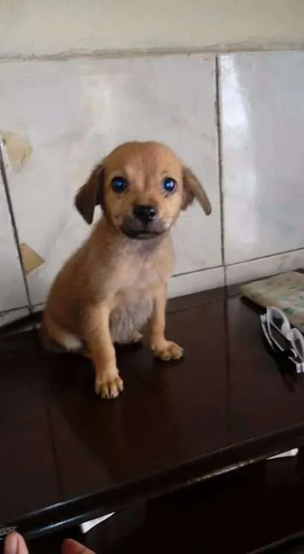 Cachorro ra a Vira-Lata idade Abaixo de 2 meses nome Menino