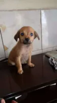 Menino