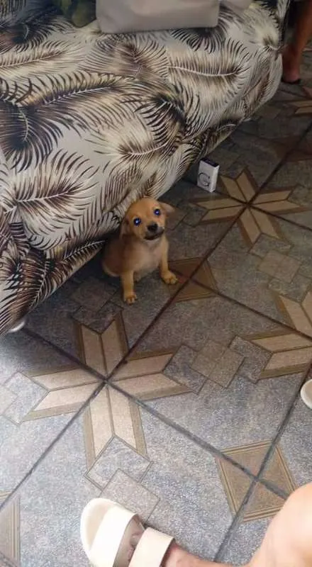 Cachorro ra a Vira-Lata idade Abaixo de 2 meses nome Menino