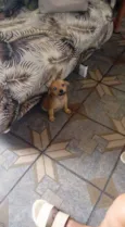 Menino