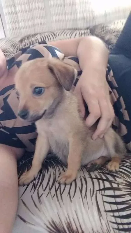 Cachorro ra a Vira-Lata idade Abaixo de 2 meses nome Menino