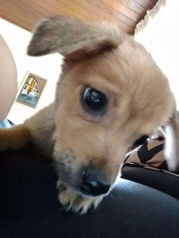 Cachorro ra a Vira-Lata idade Abaixo de 2 meses nome Menino