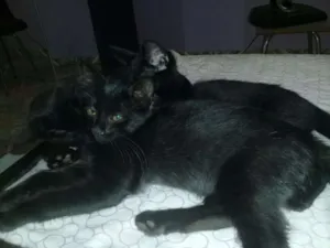 Gato raça Não sei idade 2 a 6 meses nome Sem nome