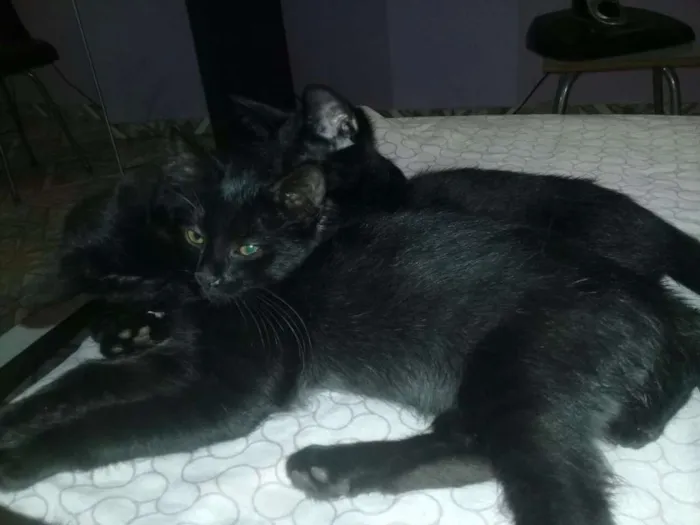 Gato ra a Não sei idade 2 a 6 meses nome Sem nome