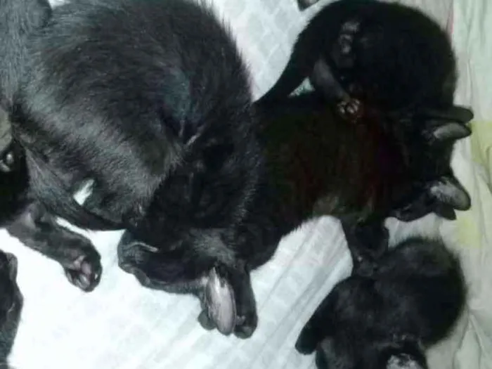Gato ra a Não sei idade 2 a 6 meses nome Sem nome