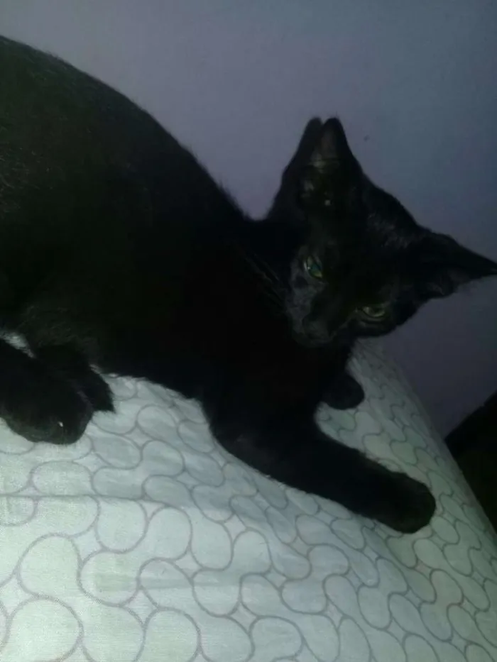 Gato ra a Não sei idade 2 a 6 meses nome Sem nome