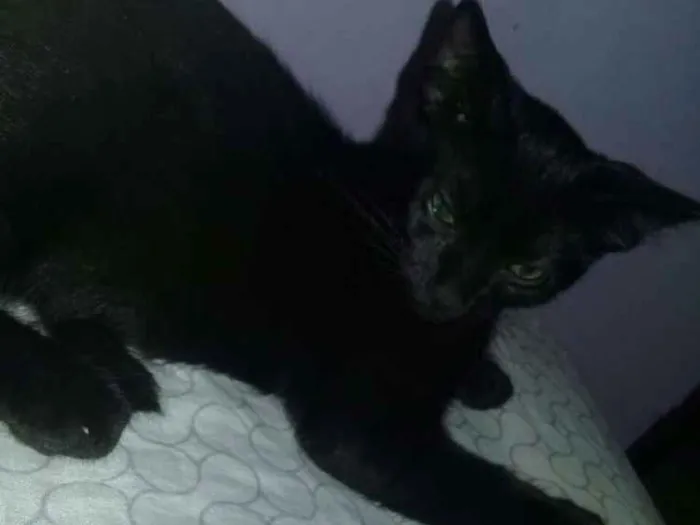 Gato ra a Não sei idade 2 a 6 meses nome Não tem