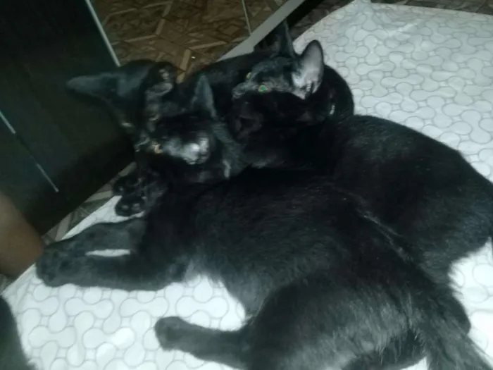Gato ra a Não sei idade 2 a 6 meses nome Não tem