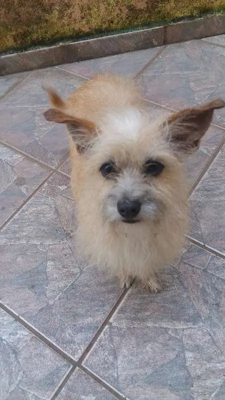 Cachorro ra a Vira Lata idade 1 ano nome Nina