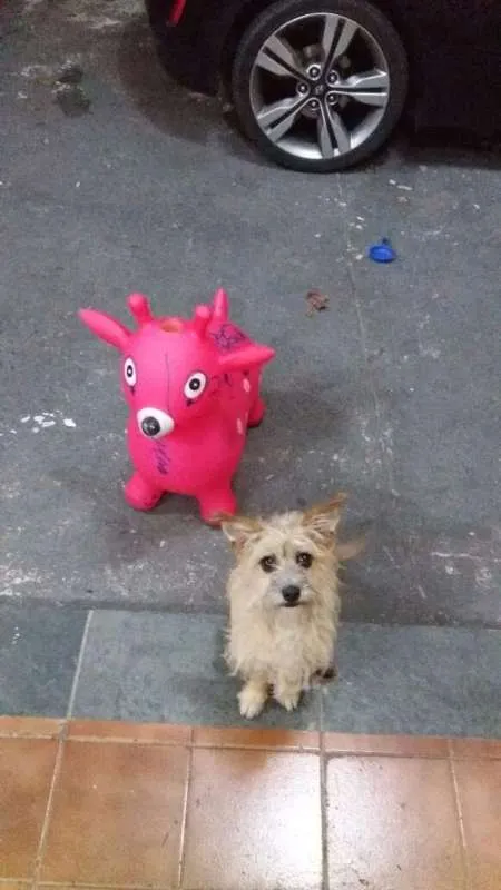 Cachorro ra a Vira Lata idade 1 ano nome Nina