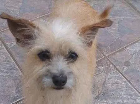 Cachorro ra a Vira Lata idade 1 ano nome Nina